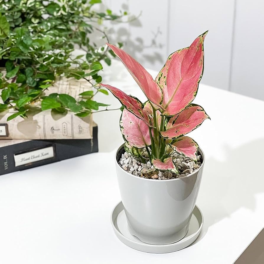 超希少❗️アグラオネマパールオブタイランド新葉展開中✨️ Amazon.co.jp: PLANCHU 観葉植物 アグラオネマ ナイトスパーク 4